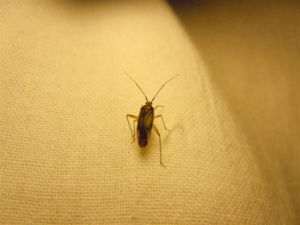 Miridae: Closterotomus trivialis della Campania (NA)